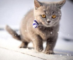 Le chat dans la neige